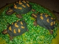 kornjace